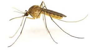 Dedetização de dengue Alphaville
