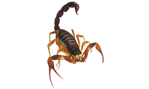 Dedetizadora de escorpioes no Taboão da Serra