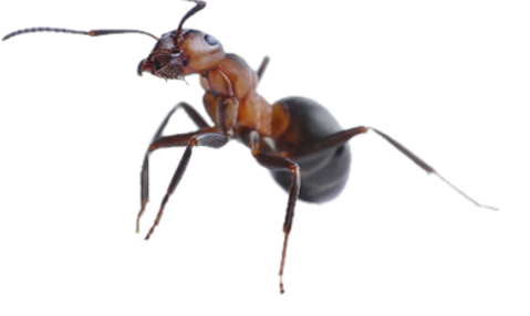 Dedetização de formigas em Campinas