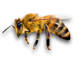 Dedetização de abelhas no Tucuruvi