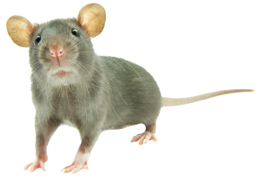Dedetizadora de ratos na Penha